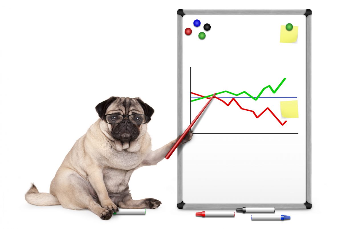 Pug dog wearing glasses pointing at graphs on whiteboard