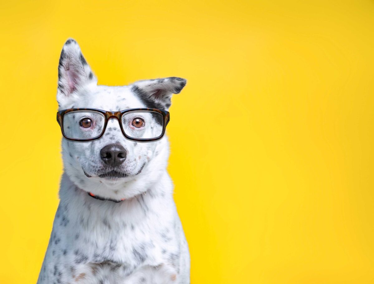 Image of a black and white dog wearing glasses against an orange background